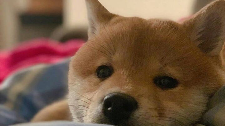 ضربة لطيفة قاتلة