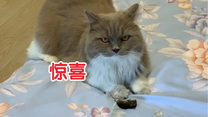 The kitten put the mouse on the bed and gave it to its owner