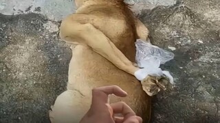 الشخص الذي لا يطلق نكتة صغيرة بعد قراءة هذا هو هذا 👍🏻【مجموعة الميم】