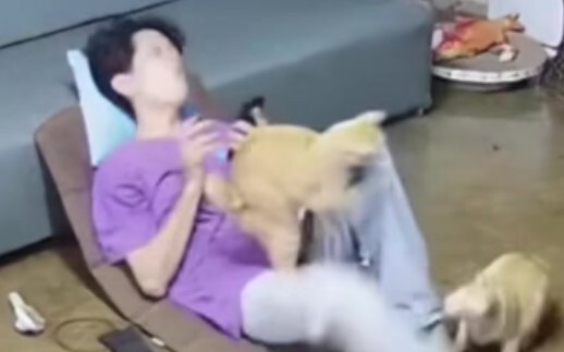 Mèo: Hóa ra cậu cũng biết đau à, tớ còn tưởng cậu không biết cơ.