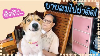 โลกของแสนดี ตอน ยายสมไปไหน หนูคิดถึง..