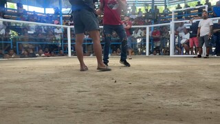 Talo 🐓🫡