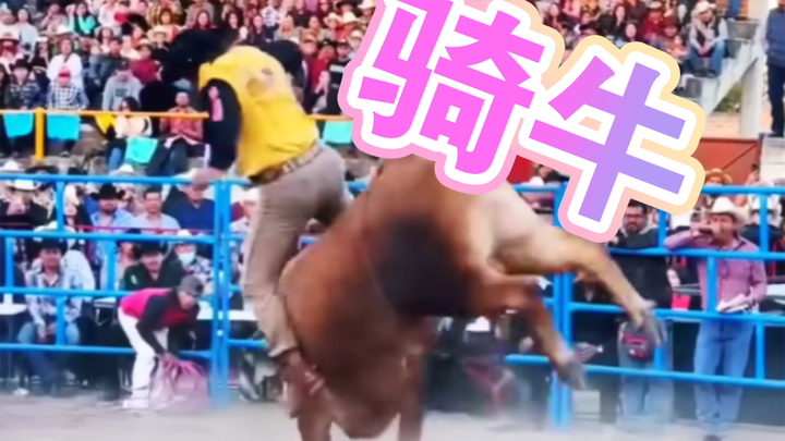 أخيرًا عرفتُ لماذا يوجد "بقرة" تحت مصطلح "عنيد"؟