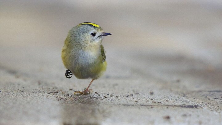 Even if it means “splitting its vent” to attract a mate, it still has to raise over a dozen chicks? 