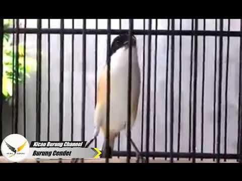 Cendet Gacor | Pancingan Cendet MACET Bunyi !!!