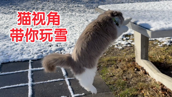 Put a camera on the cat to see her playing with icicles and climbing trees covered in snow!