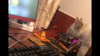 Mèo: Thật là xui xẻo. Tôi lại mất thêm một mạng người nữa rồi.