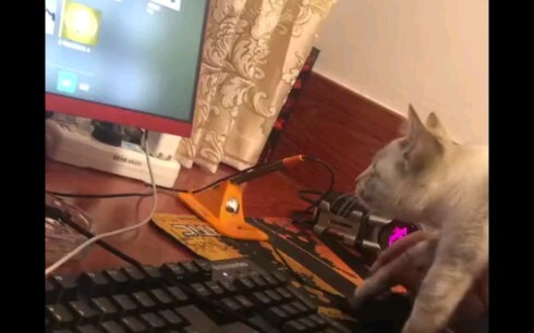 Kucing: Sungguh sial. Aku kehilangan nyawa lagi.