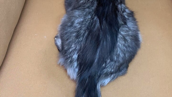 How big can a Maine Coon cat's tail grow?