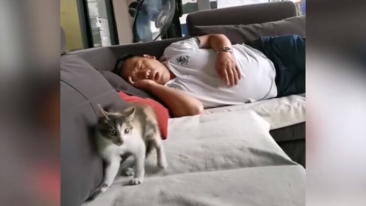 [Cat] Cat does not like the noise