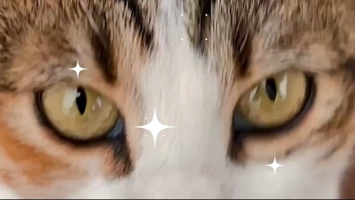 Cute Cat