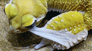 The main feature of molting is a sparse