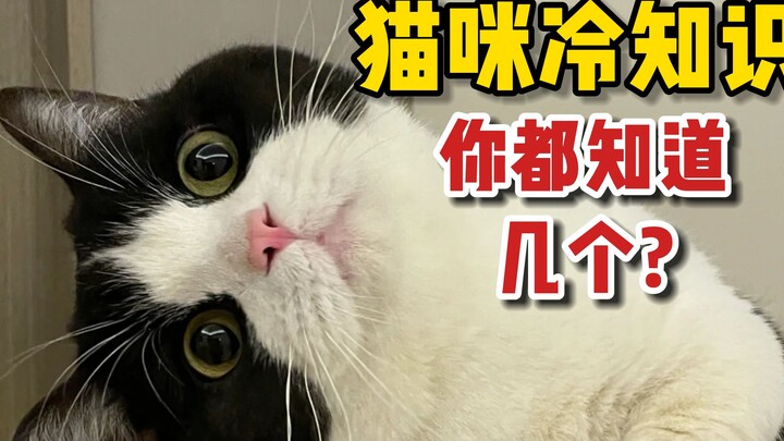 Cool Cat Facts Every Cat Owner Needs to Know—How Many Do You Already Know?