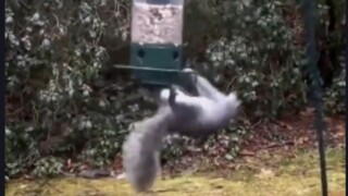 กระรอก: การหาอาหารกินมันยากเกินไปจริงๆ นี่คือชีวิตหรือเปล่า