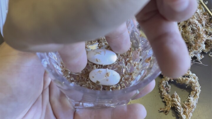 A Simple Birthing Story