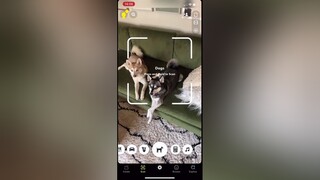 He’s tiny, but his personality is husky sized dogs cutedogs snapchatdogscanner