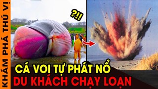 🔥 7 Bí Ẩn Siêu Kỳ Lạ Về Cá Voi Mà Khám Phá Thú Vị Muốn Nói Cho Bạn Biết | Cá Voi Tự Phát Nổ