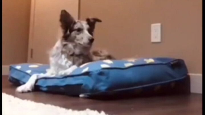 When the owner sleeps in its bed, the dog reacts in the cutest way ❤️