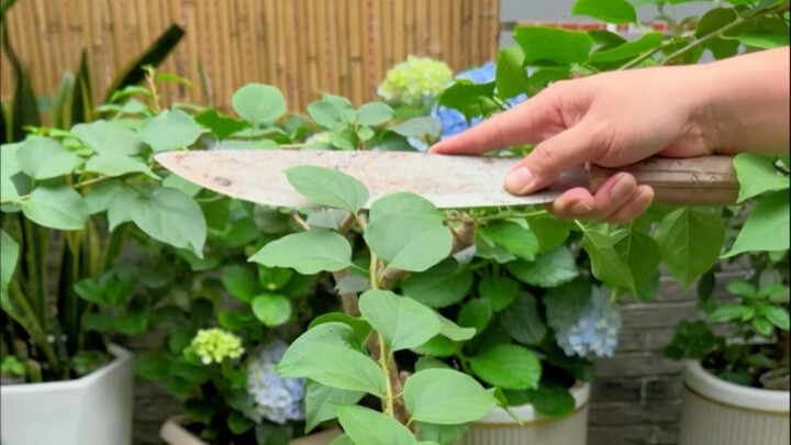 想要把花养爆盆，记住这些小窍门