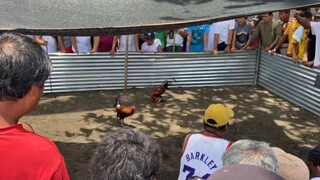 Mayahin (1x Winner) - lahat ng puntos sa kalaban pati bayad🤣