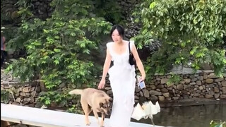 瑶里古镇的狗狗，在不同人的相机中老去，我们何尝不是？