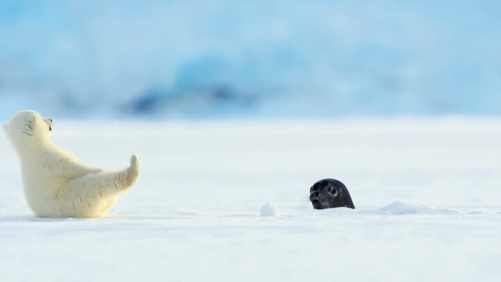 #PolarBear# Aaaah, so cute! The baby polar bear got scared by a seal that suddenly popped out!