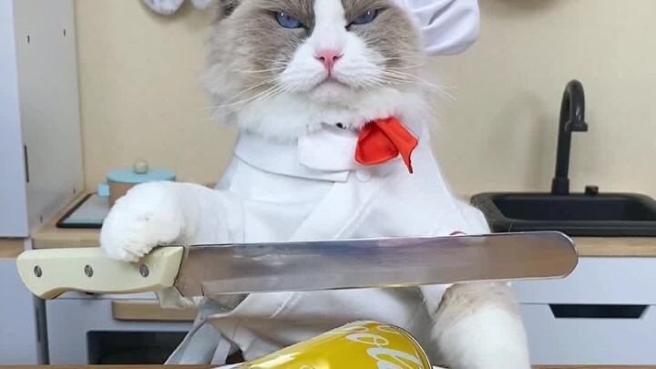 🐾 Tantangan Benar atau Salah ala Si Puff! Yuk, tebak-tebakan! Meong~