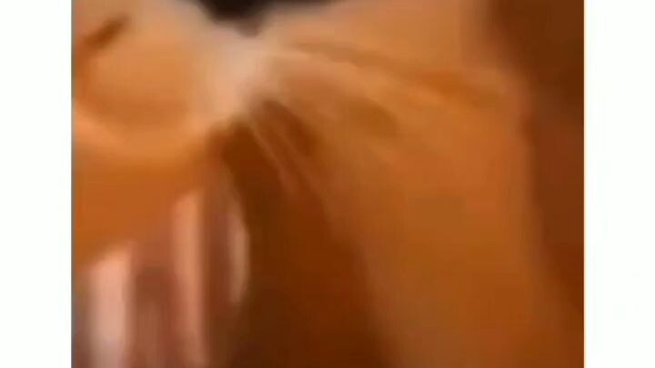 kucing menyebut nama allah