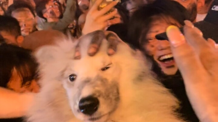 Festival Obor Yunnan, bahkan anjing yang lewat pun tak dilewatkan