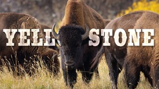 Bison The Last Giants of the Wild West  Documentary (1080P HD)