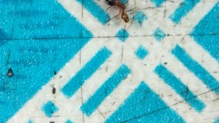 Black Ant Vs Red Ant ?