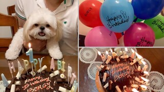 Borgy The Shih Tzu- Story Of My Life ( FIRST Birthday Special )