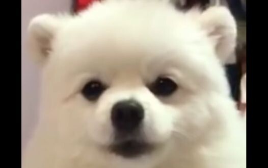 A one-year-old puppy is much more rambunctious than when it was six.
