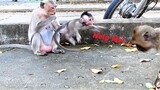 Look Very Pity To See Baby Monkey Sario Is Slapped by Her Mother Sarah and Runs To Hug Sister Sofia