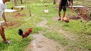 pumpkin x radio redio vs Boston roundhead same 4xwin
