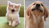 Cute baby animals - Cutest moments of puppies, kittens and pets