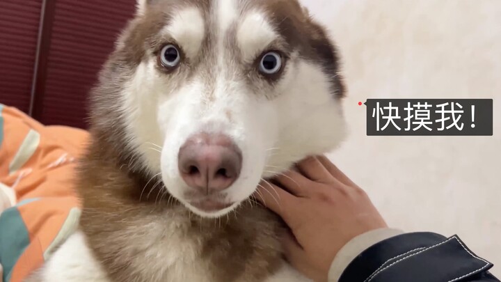 เจ้าหมาไซบีเรียนฮัสกี้อ้อนแล้ว ทนไม่ไหวจริงๆ!