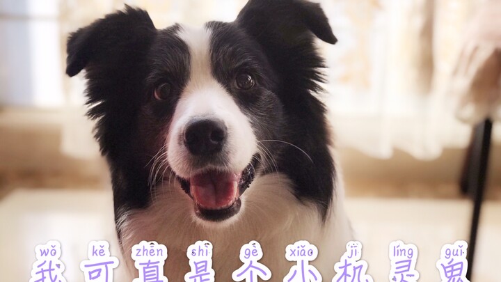 【Border Collie Xiaoqi】Setelah Berdirinya Negara, Hewan Tidak Boleh Menjadi Makhluk Ajaib | Ringkasan