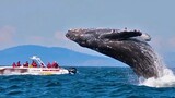 Cá voi: Cắn đứt con quái thú hai chân chưa từng thấy trên thế gian!