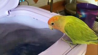 这天气把鹦鹉也热够呛