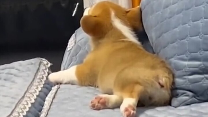 Siapa yang bisa menolak seekor anjing Corgi kecil?
