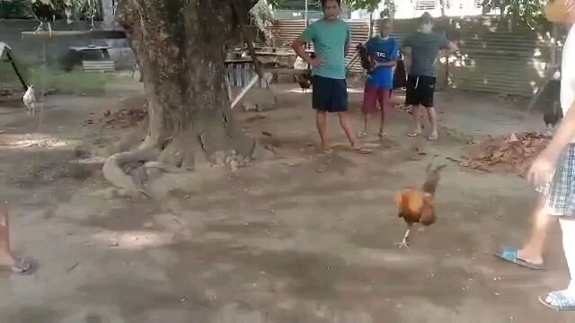 toliz cross golden boy