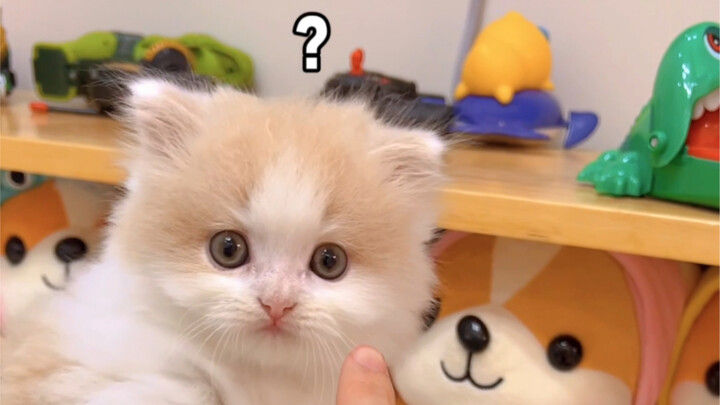 Today, let’s test: Do cats feel sorry for their owners?