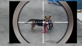 论狗还得是你啊！