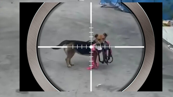 论狗还得是你啊！