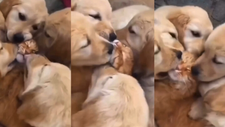 One minute to feel the cuteness of a golden retriever puppy and the despair of a cat…
