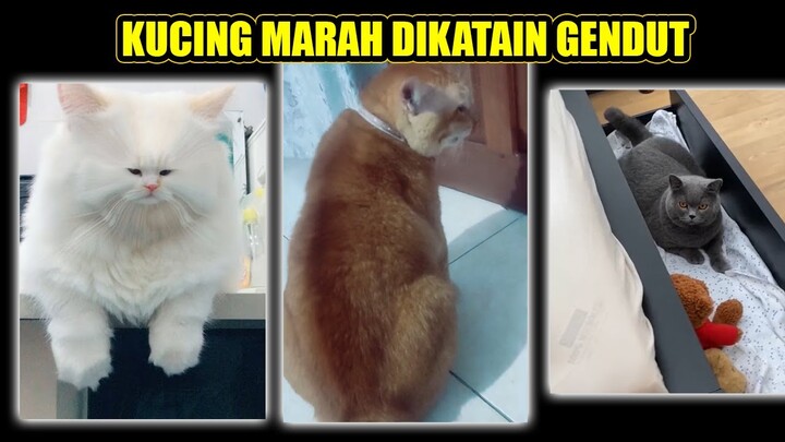 KUCING MARAH DIKATAIN GENDUT #KUCINGGENDUT