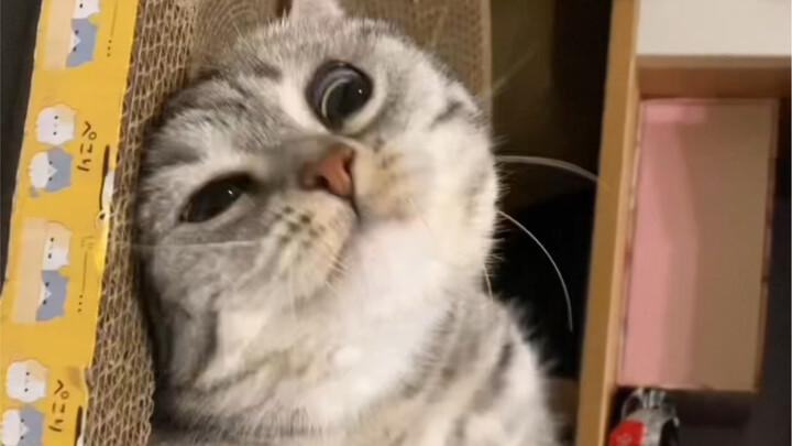 Mèo hình ấm nước