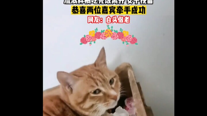 The stray fat orange cat finished eating and was about to leave, but the woman tried to keep it. Con