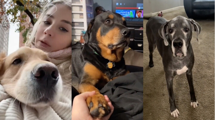 🦮🐕‍🦺🐩🐕 “Chiếc máy phát nhạc của một chú cún” Phần 4